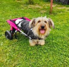 Vozík pro psa na podporu zadních nohou do 5 kg  S
