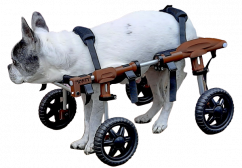 Invalidní vozík pro psa čtyřkolka
