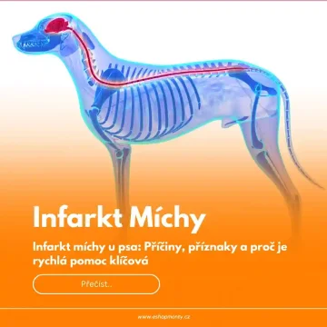 Infarkt míchy u psa: Co je to a jak ho léčit