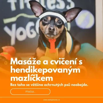Masáže a cvičení s hendikepovaným psem