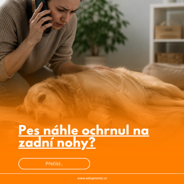 Pes náhle ochrnul na zadní nohy? Co dělat, jaké mohou být příčiny a jak svému psovi pomoci.