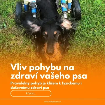 Vliv pohybu na zdraví vašeho psa