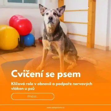 Cvičení se psem pro podporu a obnovu nervových vláken