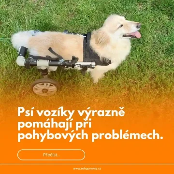 Psí invalidní vozíky mohou být obrovskou pomocí pro psy s pohybovými problémy.