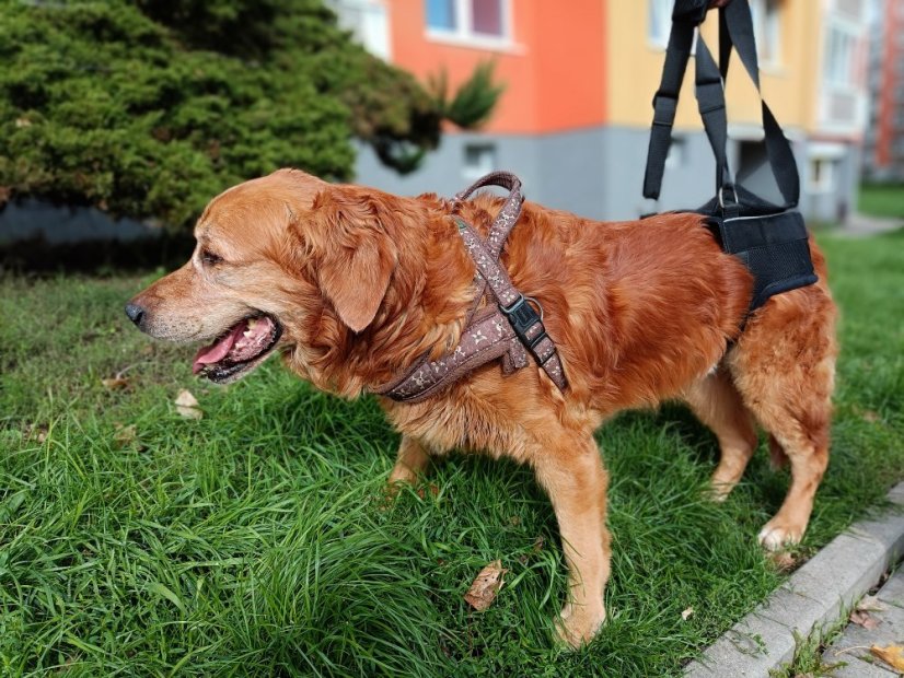 Zvedací postroj na zadní končetiny L - 12,1-20 kg