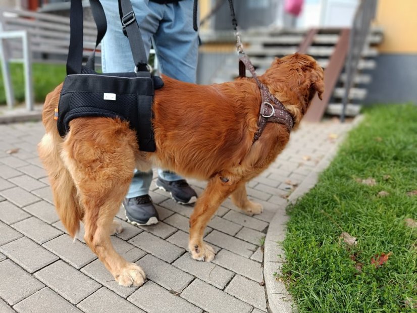 Zvedací postroj na zadní končetiny L - 12,1-20 kg