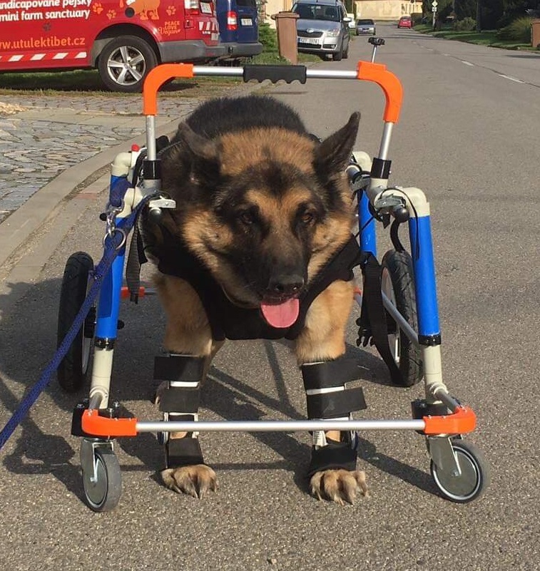 Invalidní vozík pro psa čtyřkolka