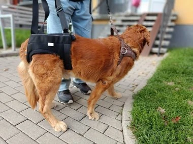 Zvedací postroj pro psa na zadní končetiny XXL - 31-50 kg