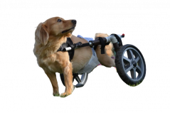 Vozík pro psa na podporu zadních nohou L 12,1-25kg