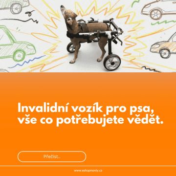 Invalidní vozík pro psa, vše co potřebujete vědět.