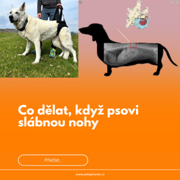 Co dělat, když psovi slábnou zadní nohy