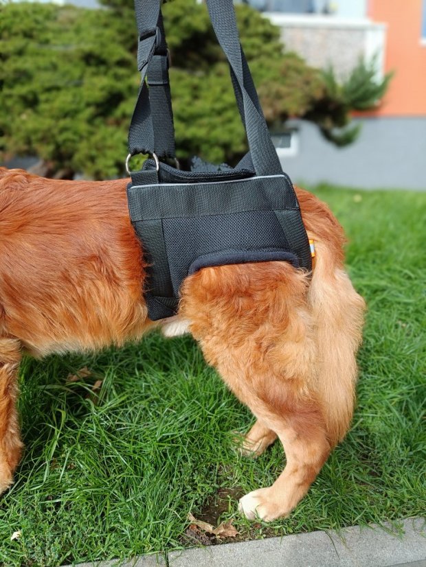 Zvedací postroj na zadní končetiny L - 12,1-20 kg