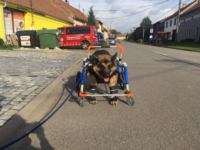 Invalidní vozíček na podporu všech 4 končetin - čtyřkolka XL 25 -50kg