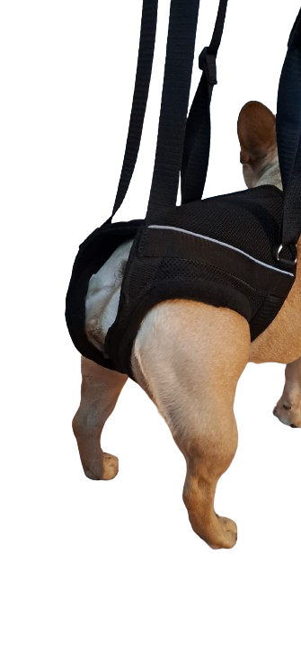 Zvedací postroj pro psa na zadní končetiny XL - 21-30 kg