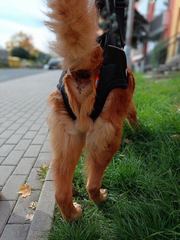 Zvedací postroj na zadní končetiny L - 12,1-20 kg