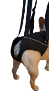 Zvedací postroj na zadní končetiny L - 12,1-20 kg