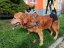 Zvedací postroj pro psa na zadní končetiny XXL - 31-50 kg