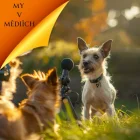 My v médiích