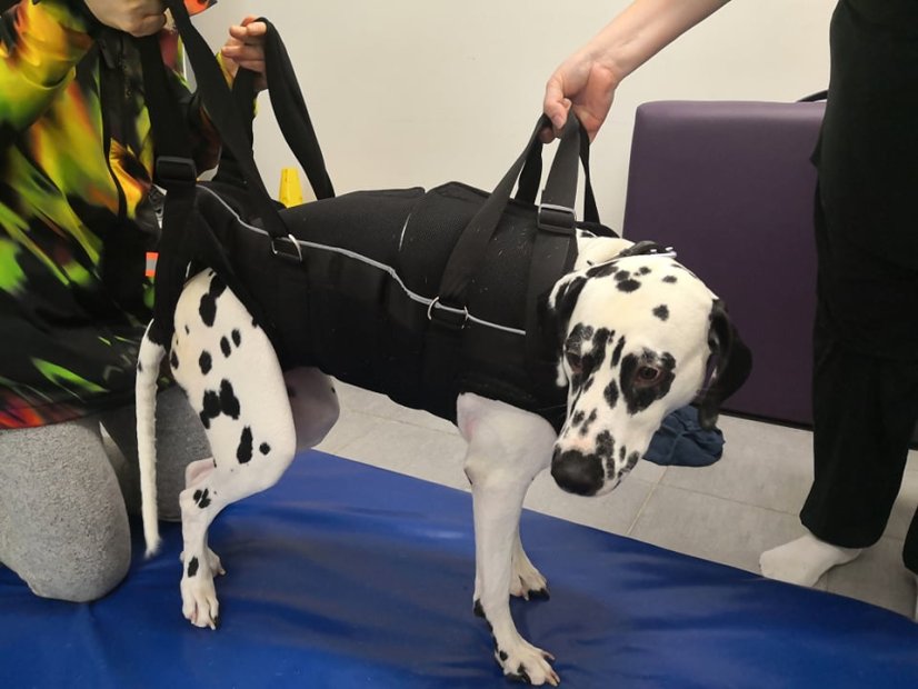 Zvedací postroj celotělový XXL - 31 -50 kg