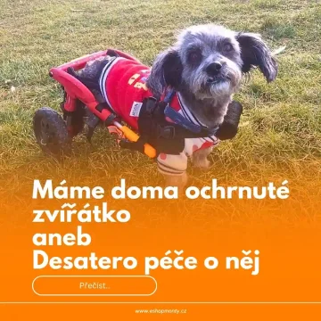 Máme doma ochrnuté zvířátko aneb Desatero péče o něj