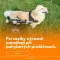 Psí invalidní vozíky mohou být obrovskou pomocí pro psy s pohybovými problémy.